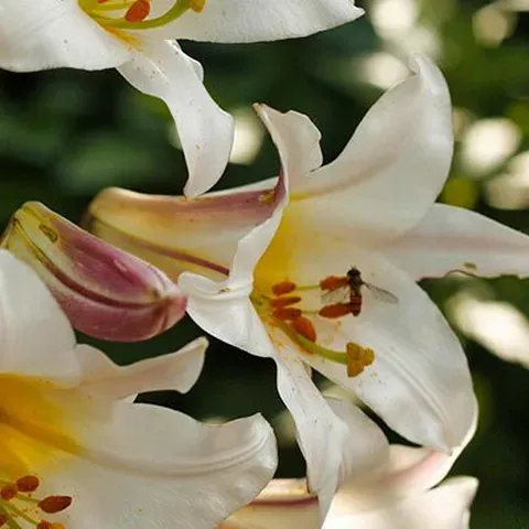 lilies.webp