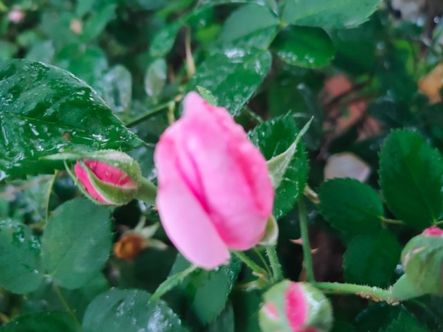 IMG20230329075053.jpg