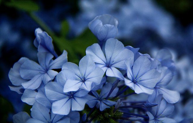 Jazmín del Cielo - Jasmine from the Sky | Colección Flores — Steemit