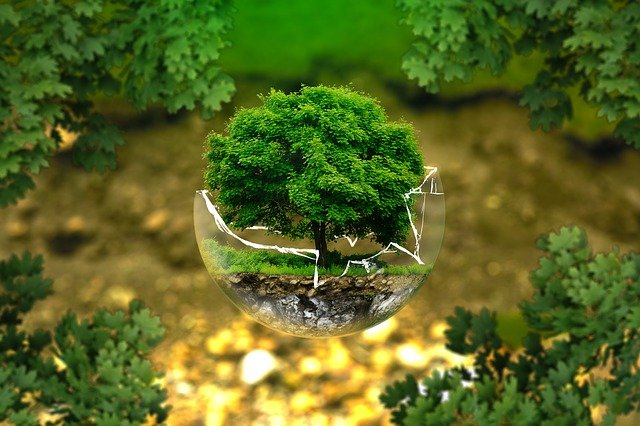 tree in broken glass ball environmental protection.jpg