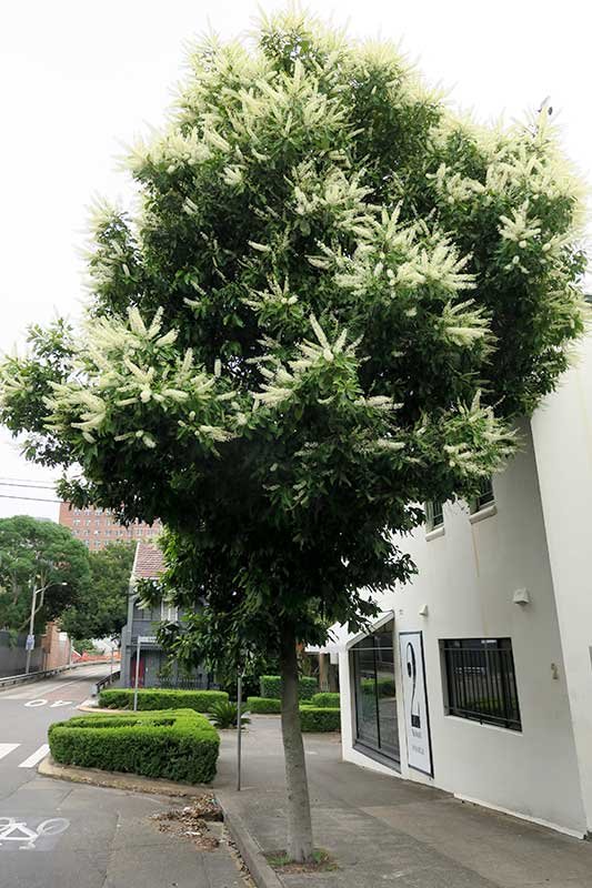 Ivory-curl-tree.JPG