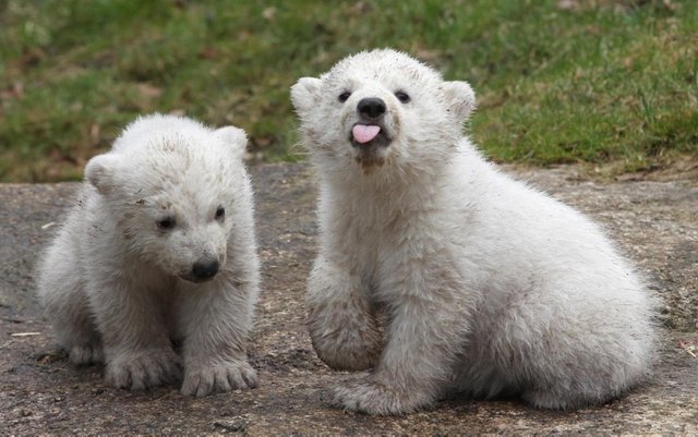 baby-polar-bears-munich-1024x641-1.jpg