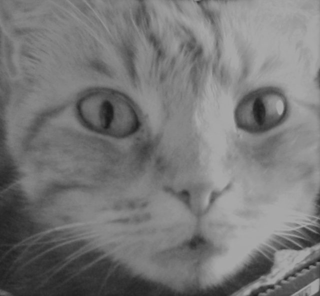 Cat Photography, B&W Tammy Close-up, May 16 2017.jpg