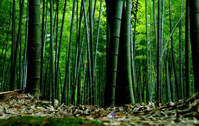 chinese-bamboo-trees.jpg
