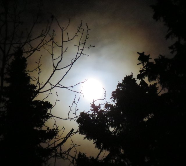 beautiful poplar and spruce silhouettes touch the bright full moon with colored rings Jan 10 2020.JPG