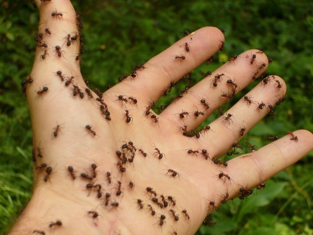 Ants.jpg