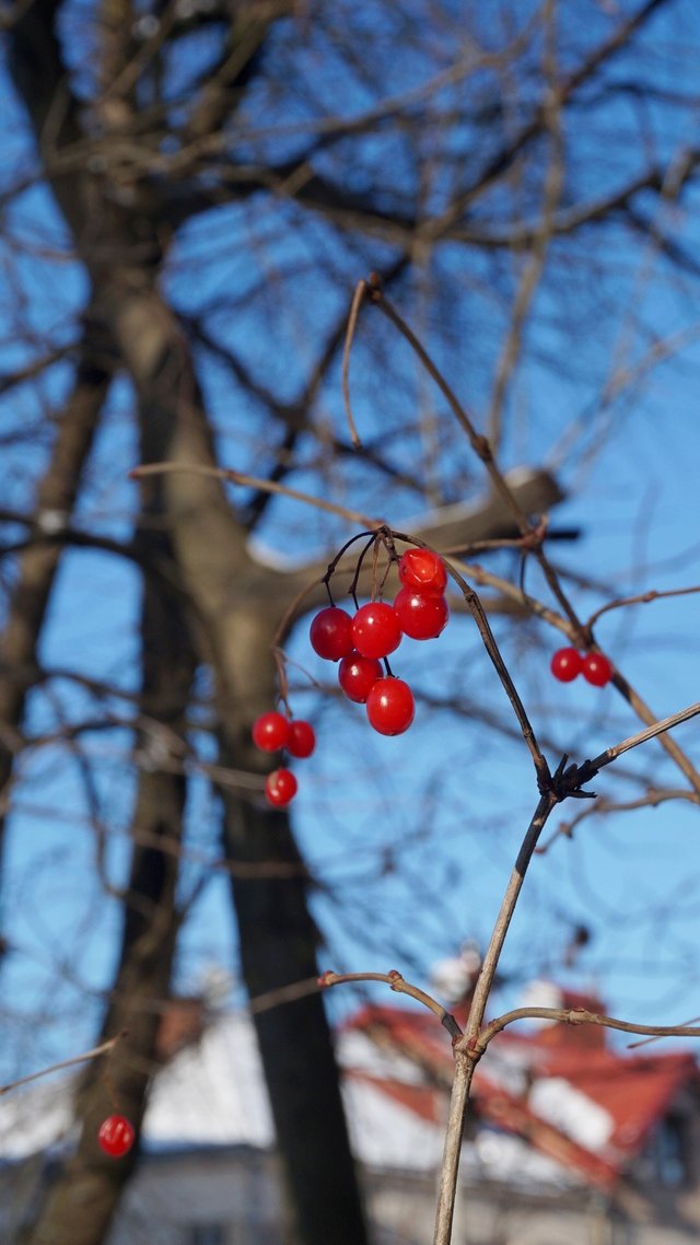 Winterberries.jpg