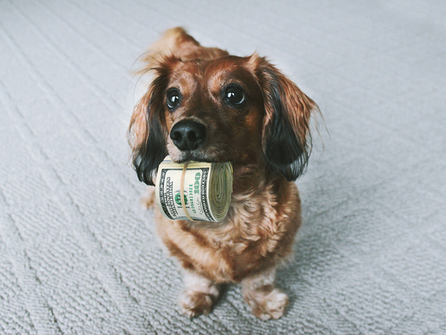 Pies-z-pieniędzmi-w-pysku-dollar.png