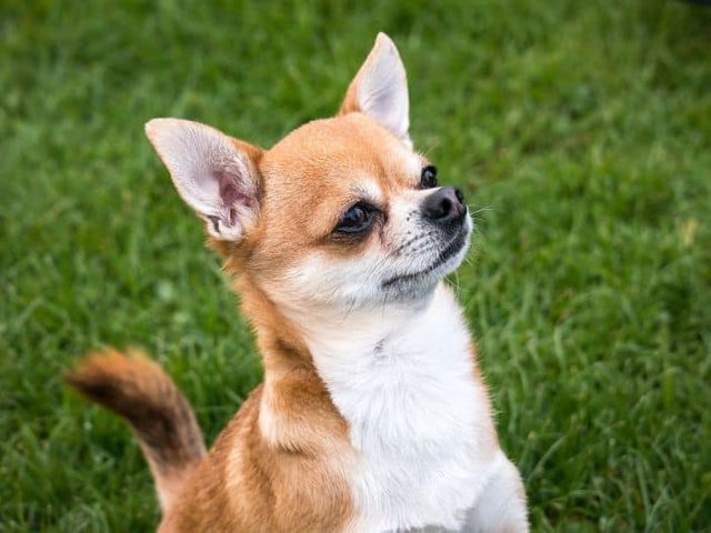 Chiweenie-Chihuahua.jpg