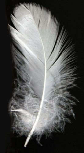 White Feather_2_pixabay_ed.jpg