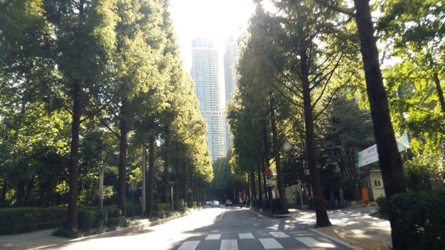 20170826_163609 Metasequoia trees road at Yang-jae dong.jpg