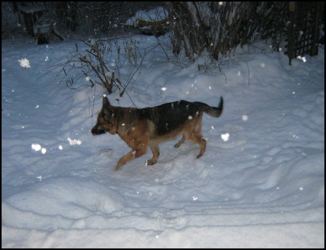 Bruno playing in snow big snowflakes highlighted by flash.JPG