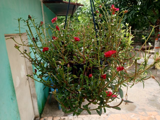 IMG_20250621_113702_698.jpg