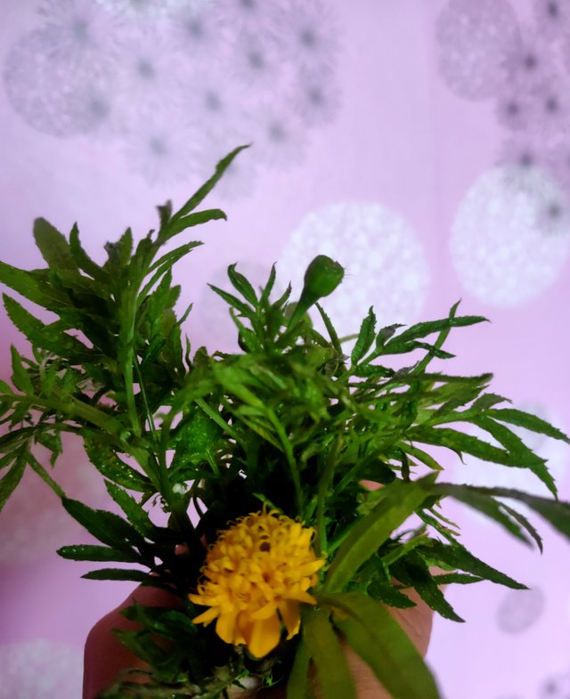 IMG_20220423_130950.jpg