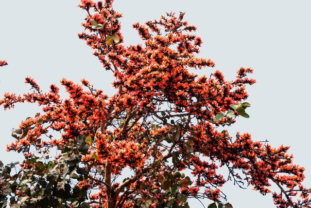 free-photo-of-palash-tree-with-lush-blooming-red-flowers.jpeg