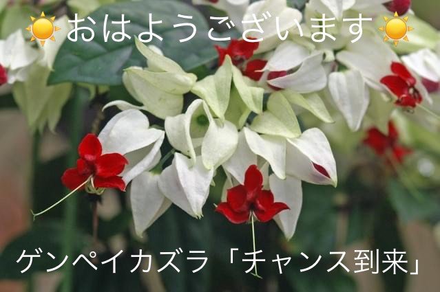 ゲンペイカズラの花言葉 Steemit