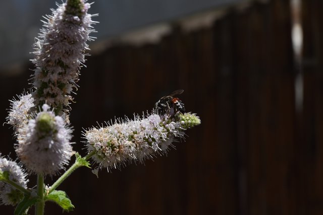 wasp mint flower 8.jpg