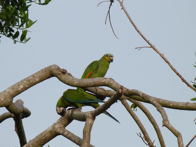 Parrot (8).JPG