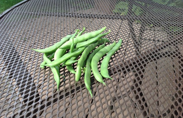green beans.JPG