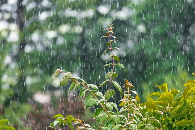 rain-5321690_1280.jpg