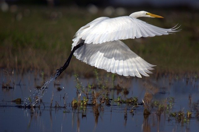 great-egret-599205_640.jpg