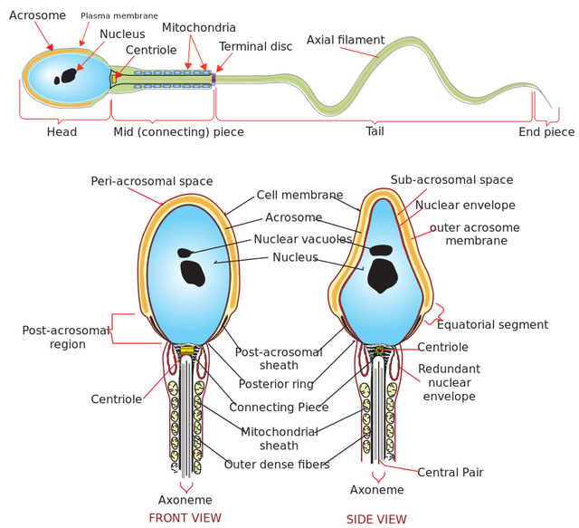 Conception