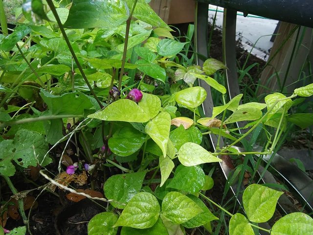 garden 6.12.18 purple bean flowers.jpg