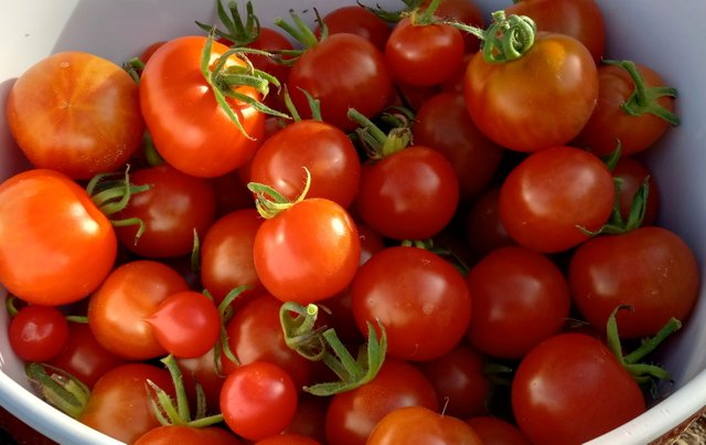 CT0315-Tomatoes2.jpg