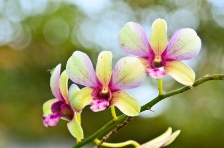 25073574-beautiful-purple-orchid.jpg