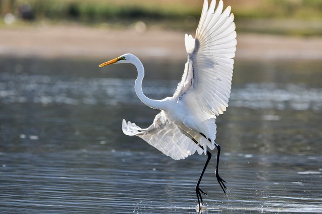 great-egret-6711242.jpg