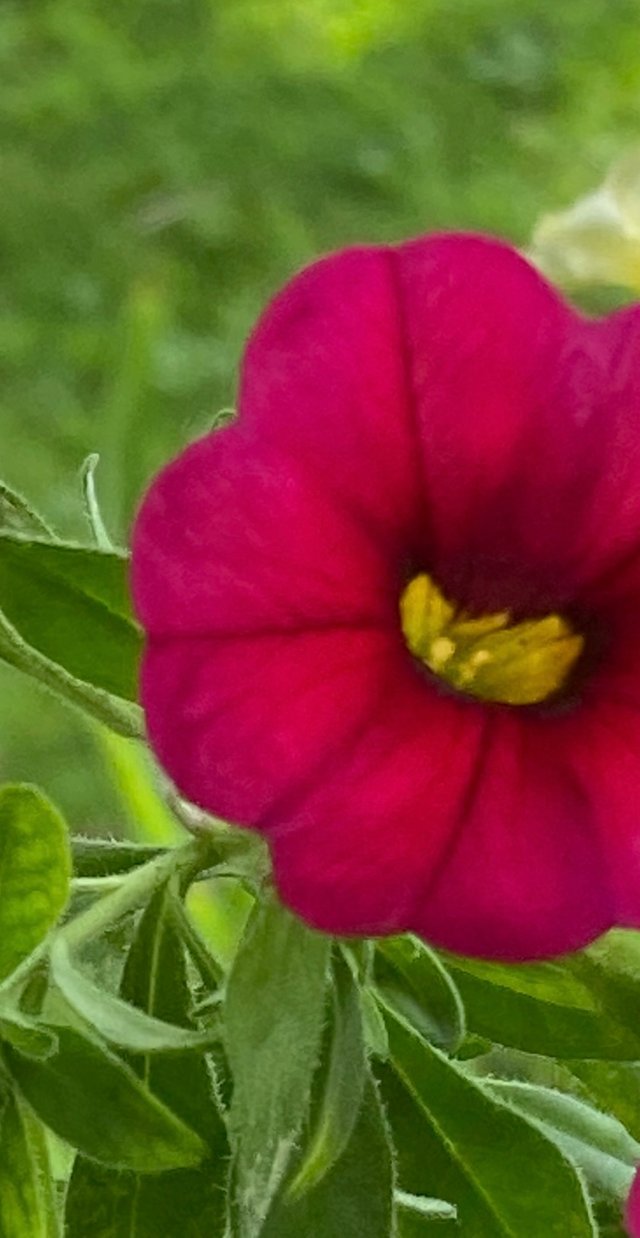 IMG_4975.jpeg