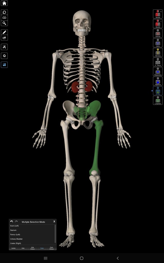 Screenshot_20211002-184207_Essential Anatomy 3.jpg
