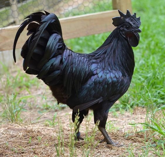 Ayam Cemani breed of chicken.jpg