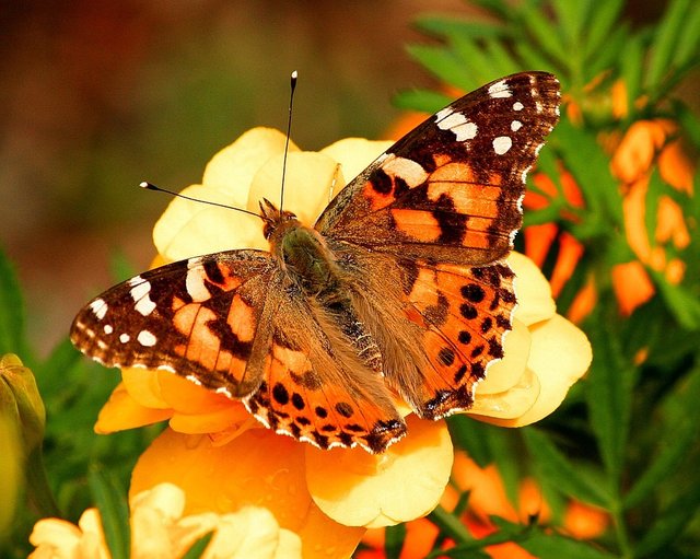 painted-lady-butterfly-55995_960_720.jpg