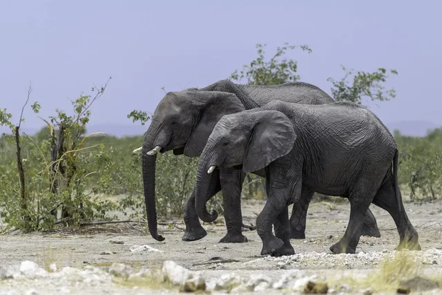 elephants-5889403_1280.webp