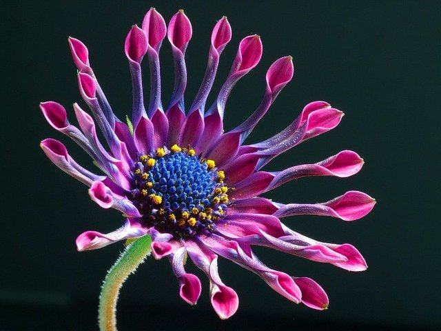 African Daisy.jpg