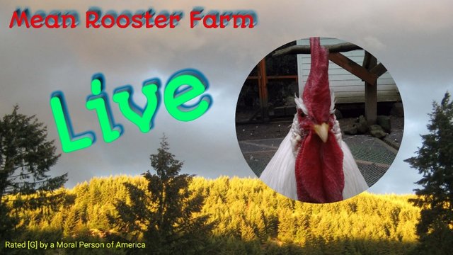 Mean Rooster Farm Live
