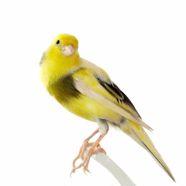 Canary canstockphoto4037606.jpg