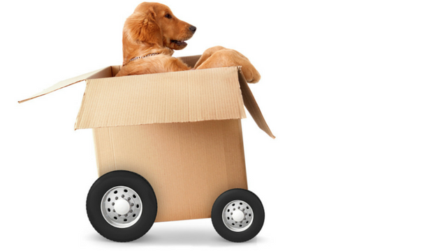 What-to-Consider-When-Moving-with-Pets.png