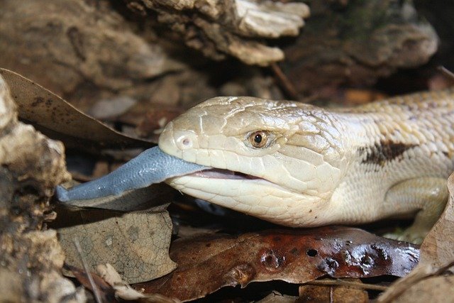 blue-tongue-4850848_640.jpg