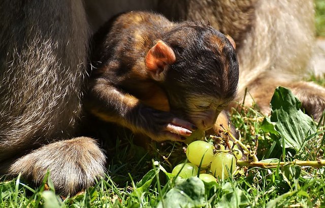 ape-baby-monkey-grapes-curious.jpg
