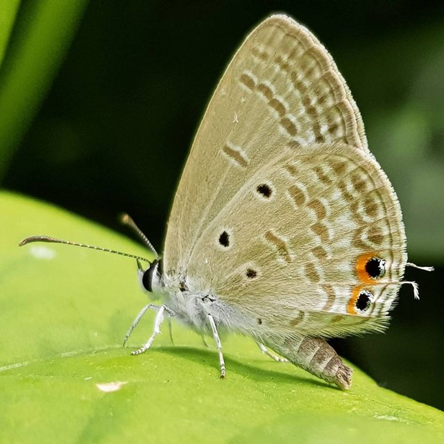 Micro Photography of Butterfly.jpg