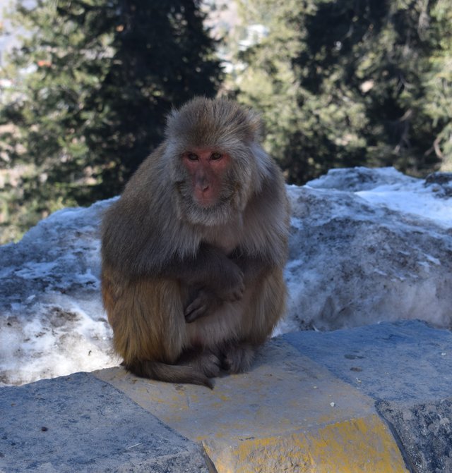 Monkey_in_Nathiagali.jpg