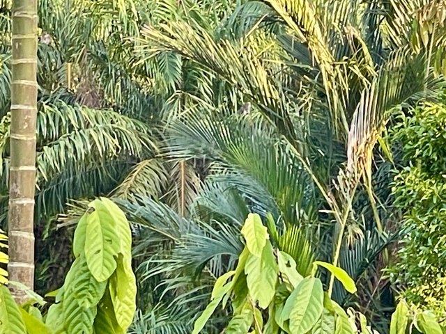 IMG_9877.jpeg