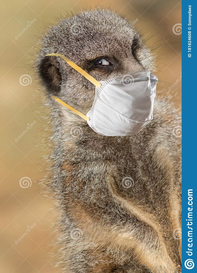 stay-safe-meerkat-wearing-face-mask-funny-covid-coronavirus-meme-image-staying-protective-social-distancing-concept-composite-181624608.jpg