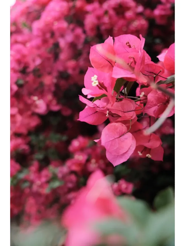 1000g0082crj9a1kgu05g49svs3b9ir9tdaf4ikg!nd_dft_wlteh_webp_3.webp