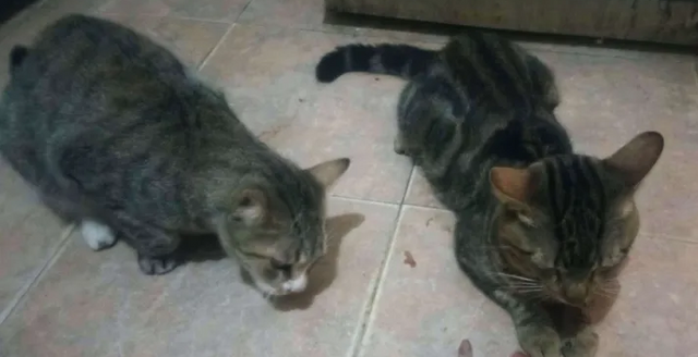 leon y otto.PNG