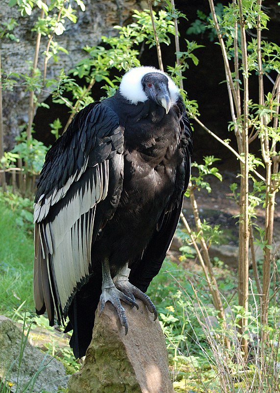 571px-Vultur_gryphus_-Doué-la-Fontaine_Zoo,_France-8a.jpg