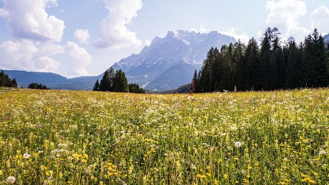 flower-meadow-8572000_1280.jpg