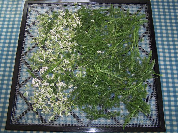 Yarrow for dehydrator crop June 2018.jpg